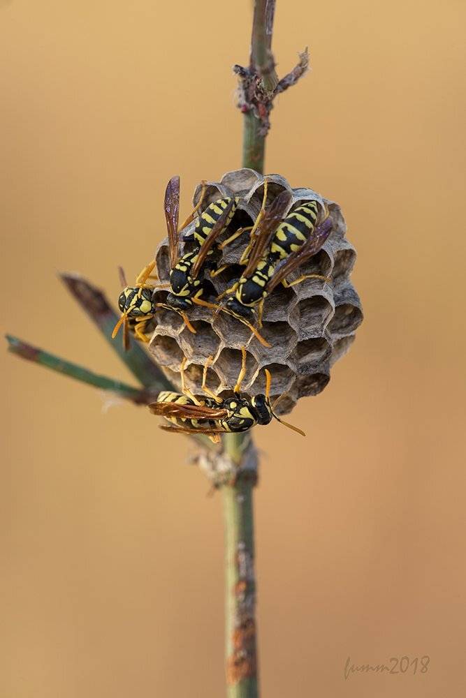 НАЧАЛО. Автор: Игорь ФУММ , Игорь ФУММ