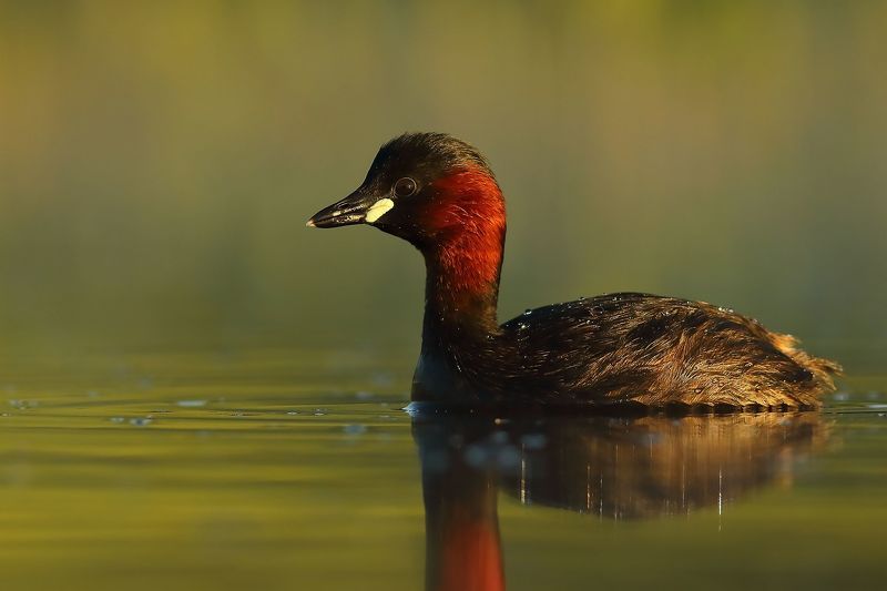 Little grebe фото превью