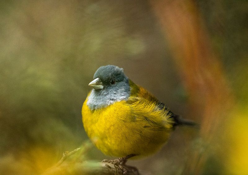 autumn bird patagonia chile yellow feather Phrygilus patagonicus. Torres del Paine National Parkphoto preview