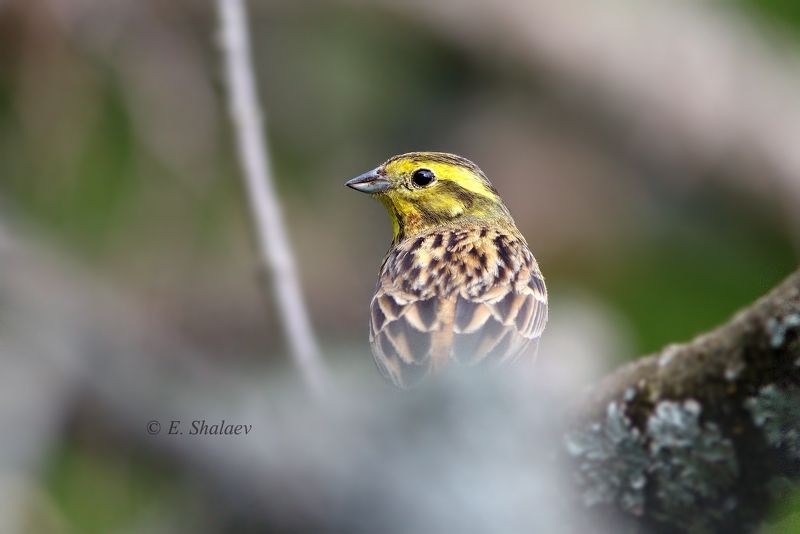 birds,emberiza citrinella,yellowhammer,обыкновенная овсянка,овсянка,птица,птицы,фотоохота Овсянка, Сэр !!!photo preview