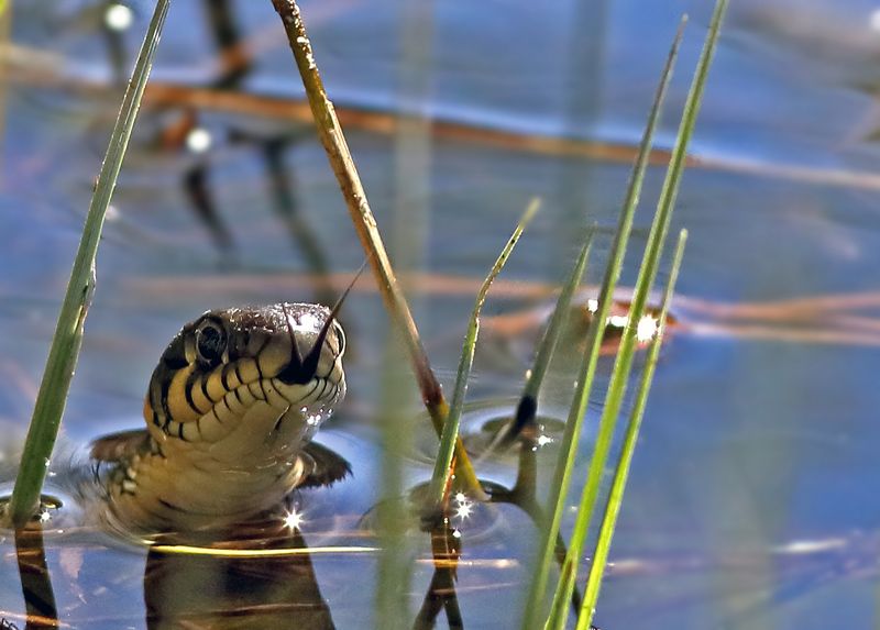 Водяной змей...photo preview