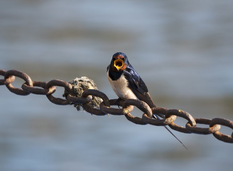 птица, ласточка Не люблю папарацци!photo preview