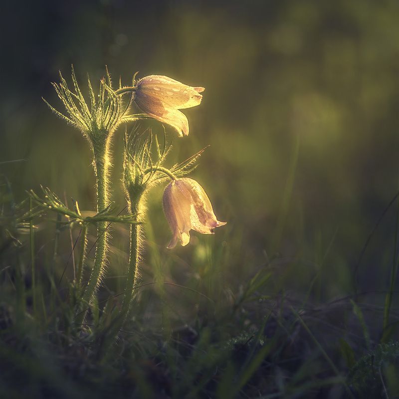 На встречу весеннему солнцуphoto preview