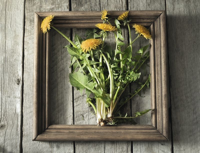 Портрет одуванчиков...photo preview