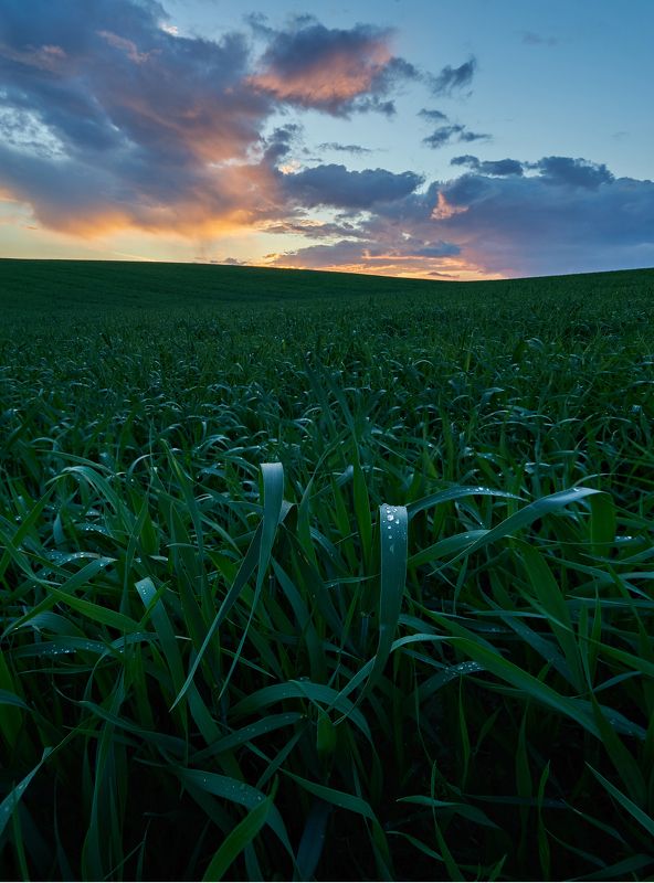 после дождяphoto preview