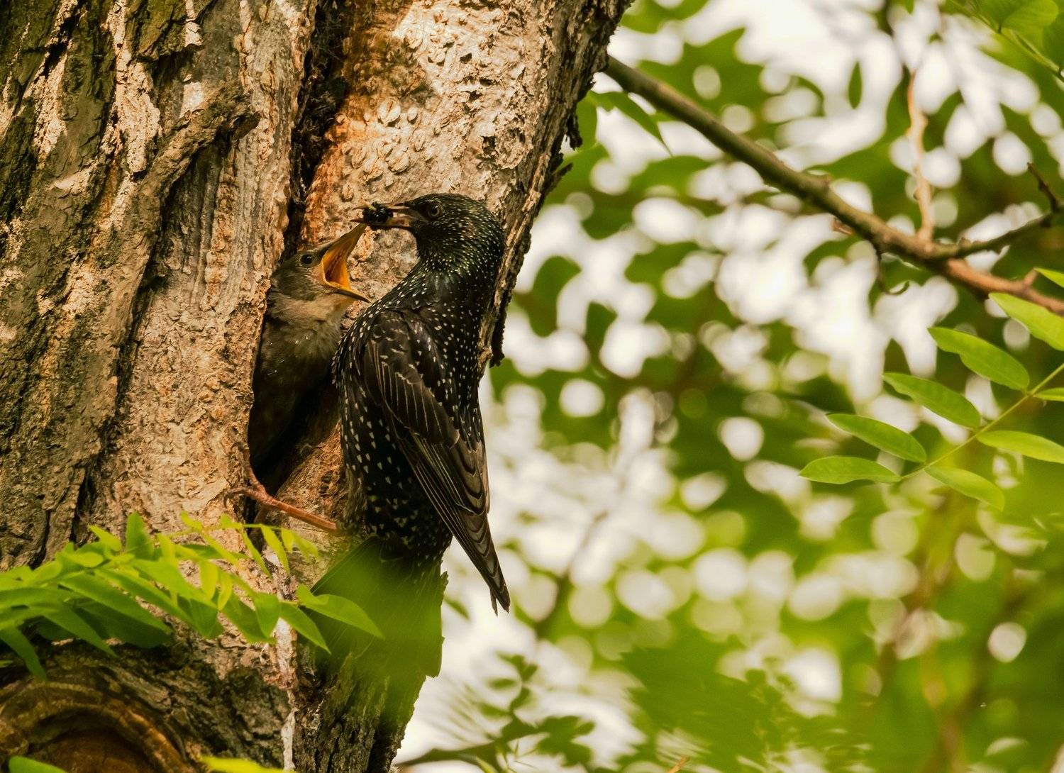 ЗАВТРАК,ЗАВТРАК - БЫСТРО. Автор: ФЁДОР , ФЁДОР