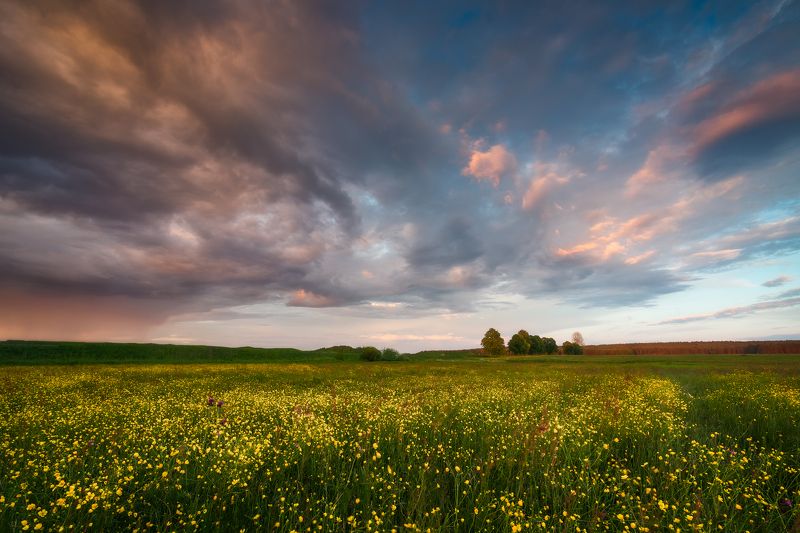buttercups wildflowers flowers sunset sky clouds colors mood poland podlasie Buttercups...photo preview