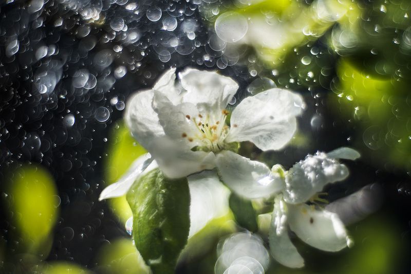 Яблоневый цвет.photo preview