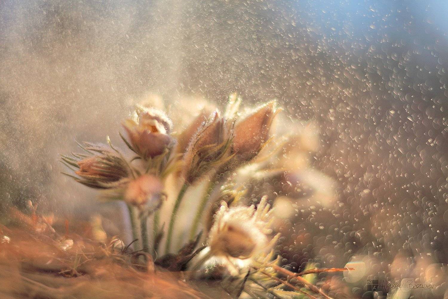 , Алексей Базуев