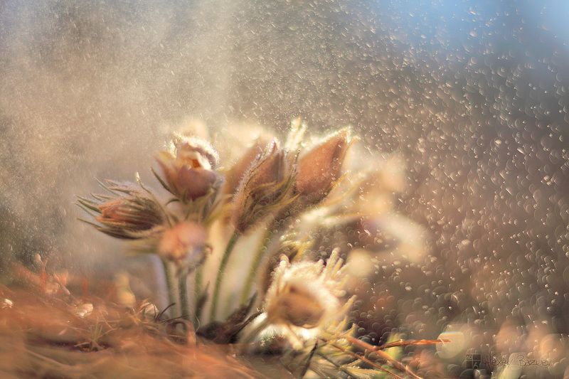 Чайная церемония. photo preview