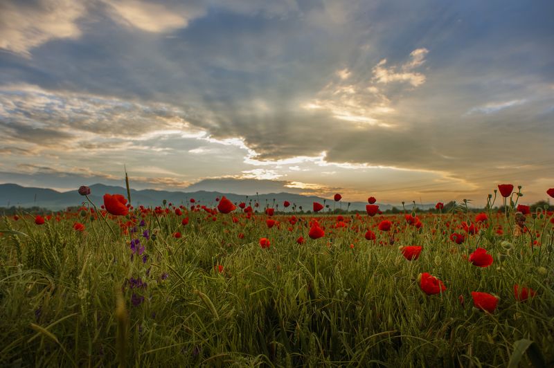 Mаковеphoto preview