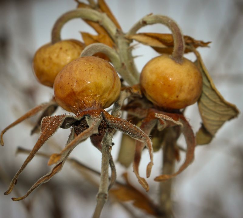 Ягоды жёлтые сухие Ягодыphoto preview