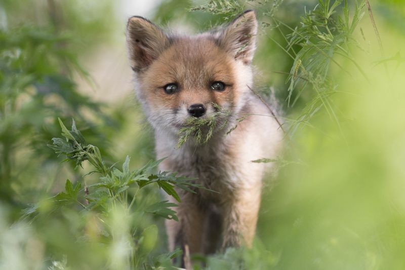 Животные, фотоохота, млекопитающие, дикая природа, лиса, лисица, лисенок Любопытствоphoto preview