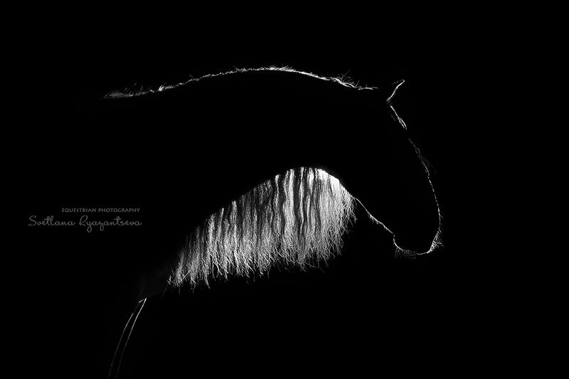 horse, лошадь, лошади, portrait Drawn by Lightphoto preview