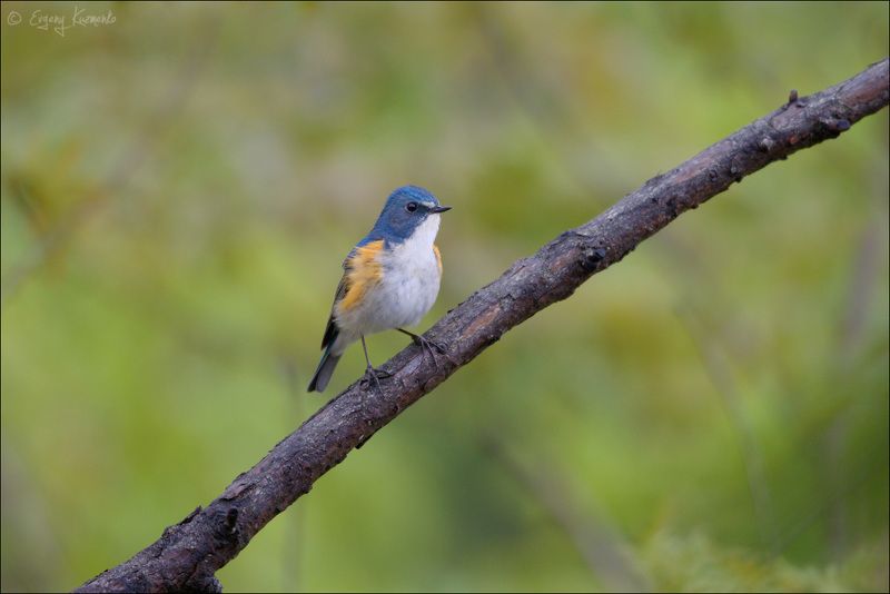 сахалин, птицы сахалина, синехвостка Синехвосткаphoto preview