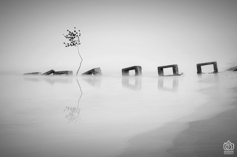longexposure,canon80d,tree,sea,nature,fog,black&white,canon,photo,photographer A Tree in the seaphoto preview