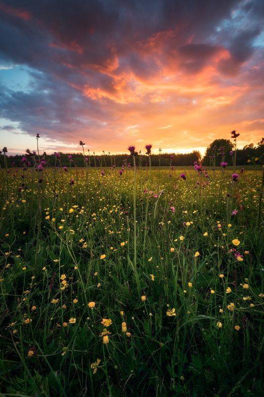 meadow spring wildflowers flowers sunset sky clouds colors mood poland podlasie May meadow sunset mix...photo preview