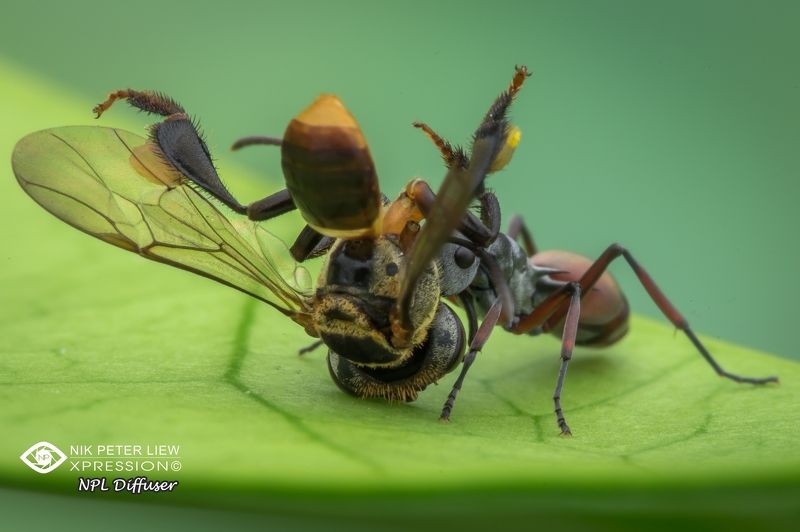 #macro, #ant, #bee, #nature, #prey&predator, #npl The Prey & The Predatorphoto preview