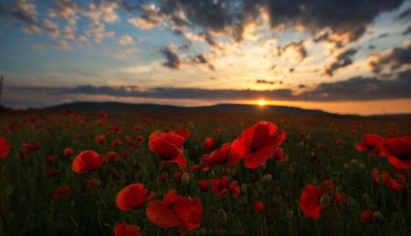 закат, маки, лето, русское поле, крым, Русское полеphoto preview