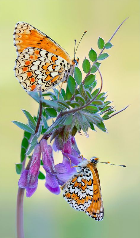 Две шашечницы.photo preview