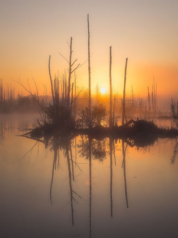 рассвет, восход, солнце, вода, озеро, отражения, деревья, золотой час, алферово Золотой рассвет фото превью