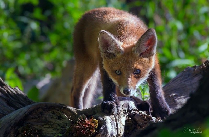 лиса, лисята, портрет С осторожностьюphoto preview