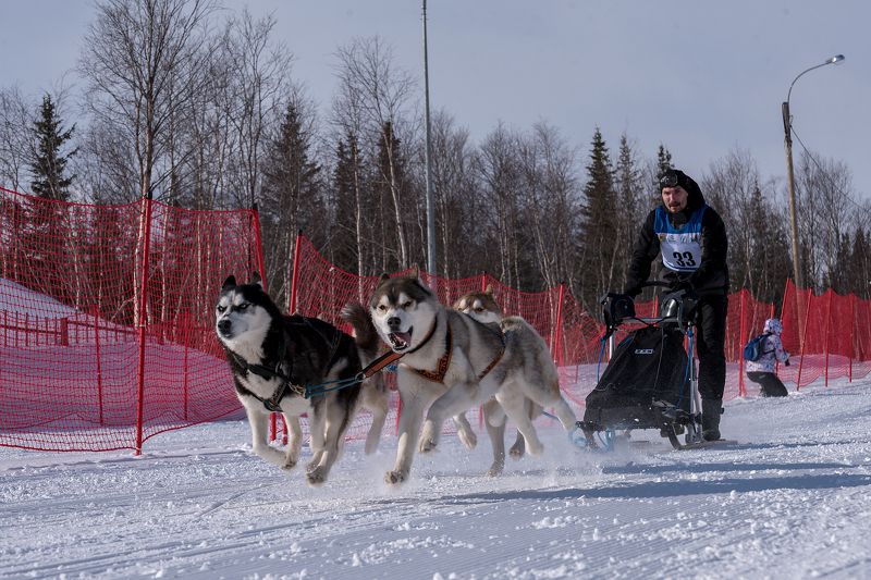 Летающий вожакphoto preview