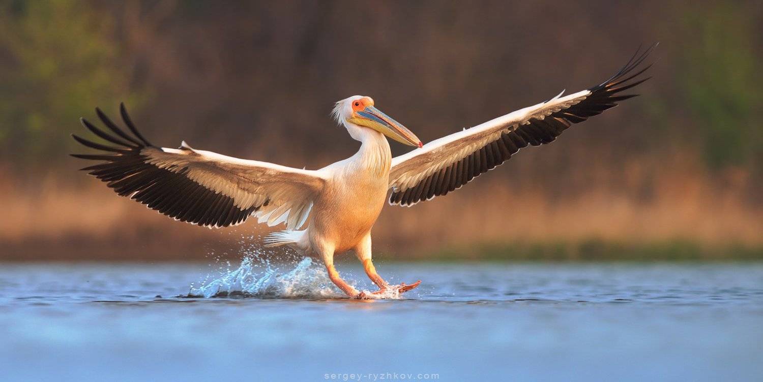 пеликан, Кинбурн, Украина, природа, птицы, животные, nature, birds, pelican, ukraine, wildlife, animal., Сергей Рыжков