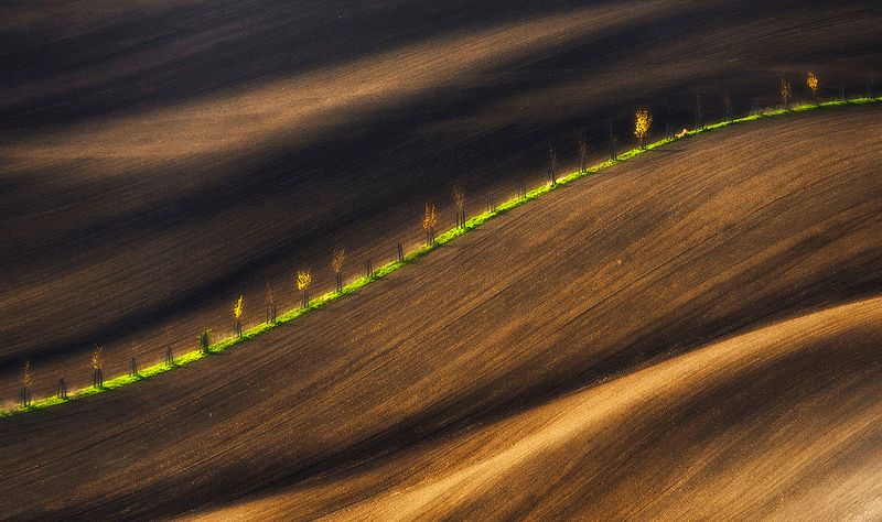 Lemon Linephoto preview