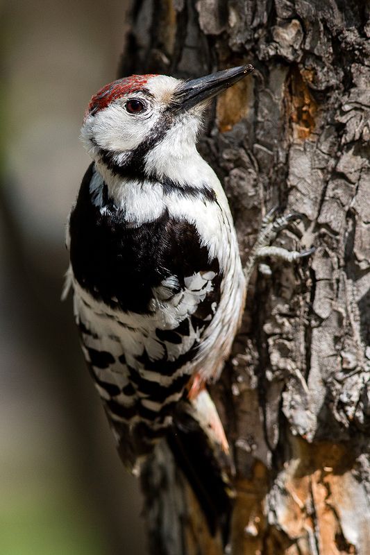 Дятелphoto preview