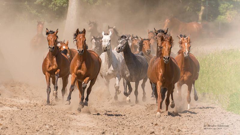 powrótphoto preview