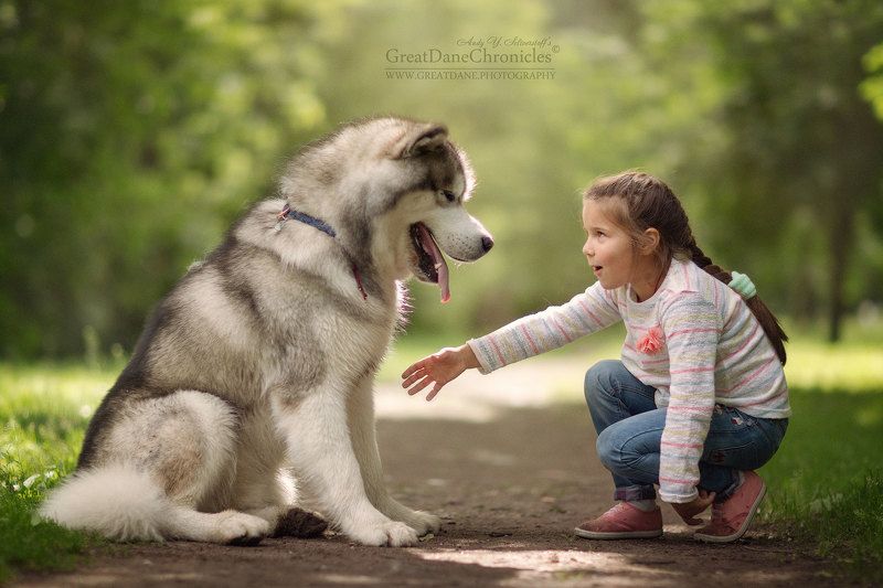 MALAMUTEphoto preview