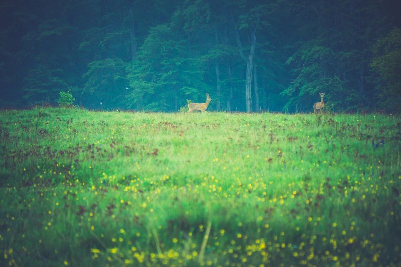 sony a6000,sony 55-210 ...photo preview