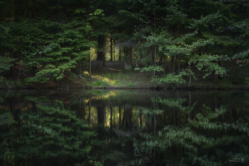 лес, отражение, река, сергиевка, парк, ленинградская область, кристателька Эхоphoto preview