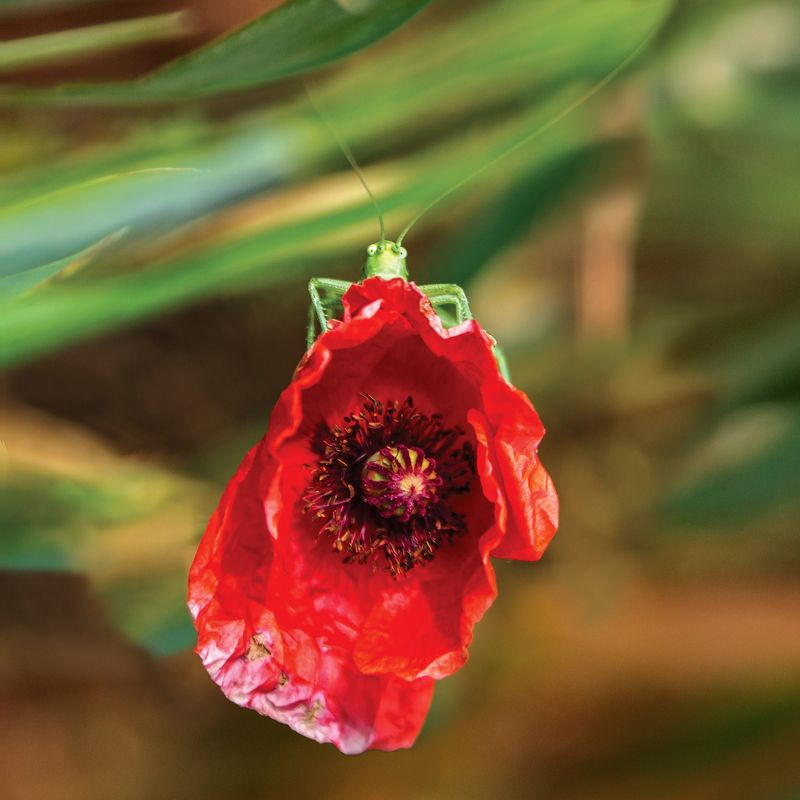 кузнечик. мак Здрасьти!photo preview