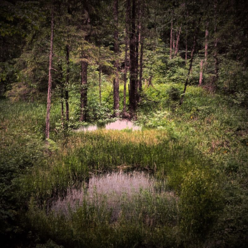 лес лесphoto preview