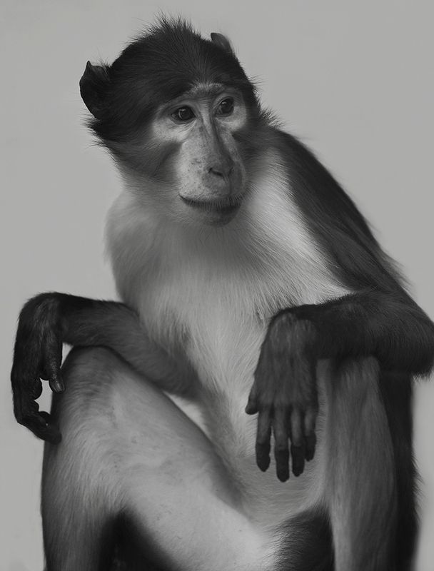 Mongabay monkeyphoto preview