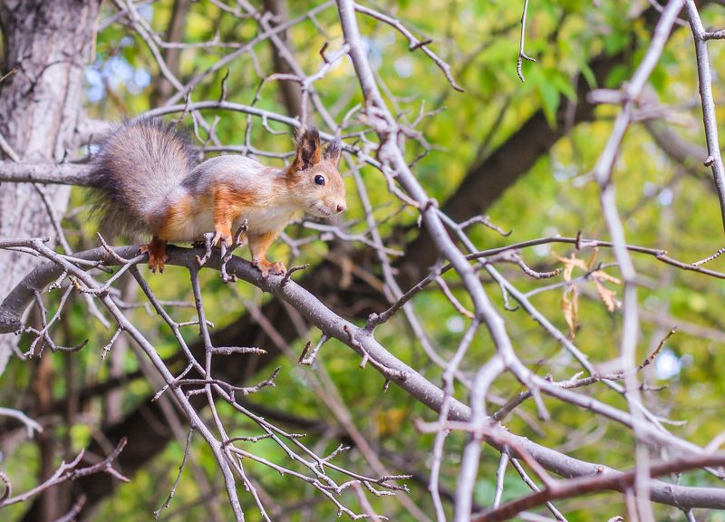 белка белочка жёлтый оранжевый лес ветка прыгать зелёный прыжок Белочкаphoto preview