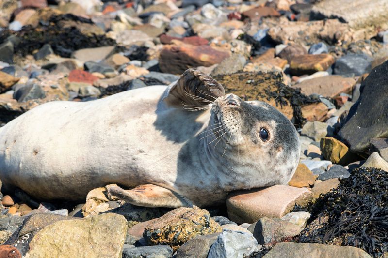 fur seals sea stones relaxation Seal. Holy Island.Great Britainphoto preview