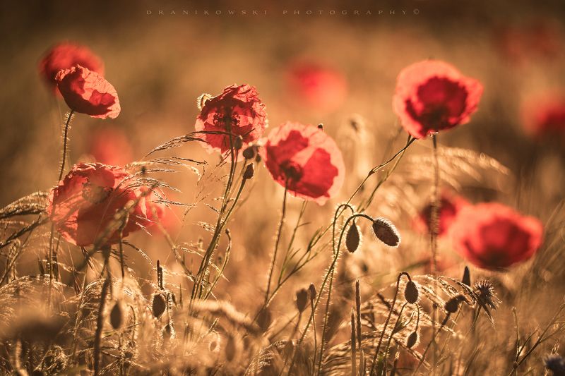 poppy flowers sun sunset sunlight nature magic mak polny poppy field маковое поле Bathed in the sunphoto preview
