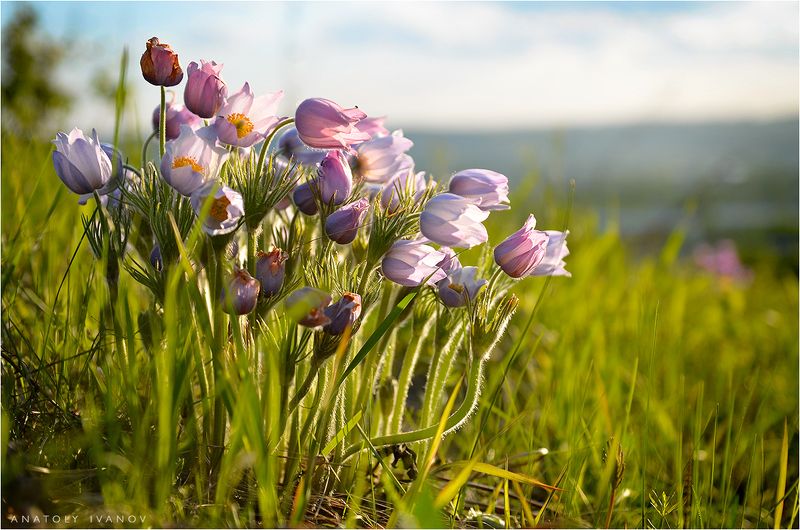 сон-трава, первоцвет, цветы, весна Букеты весныphoto preview