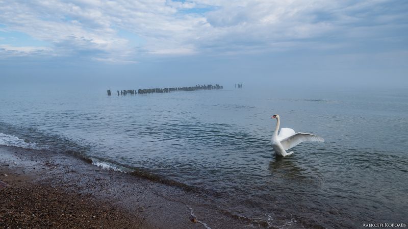 светлогорск, калининградская область, россия, балтийское море, пляж, утро, туман, море, природа, пейзаж, птица, лебедь, svetlogorsk, kaliningrad region, russia, baltic sea, beach, morning, fog, sea, nature, landscape, bird, swan Балтийское утроphoto preview