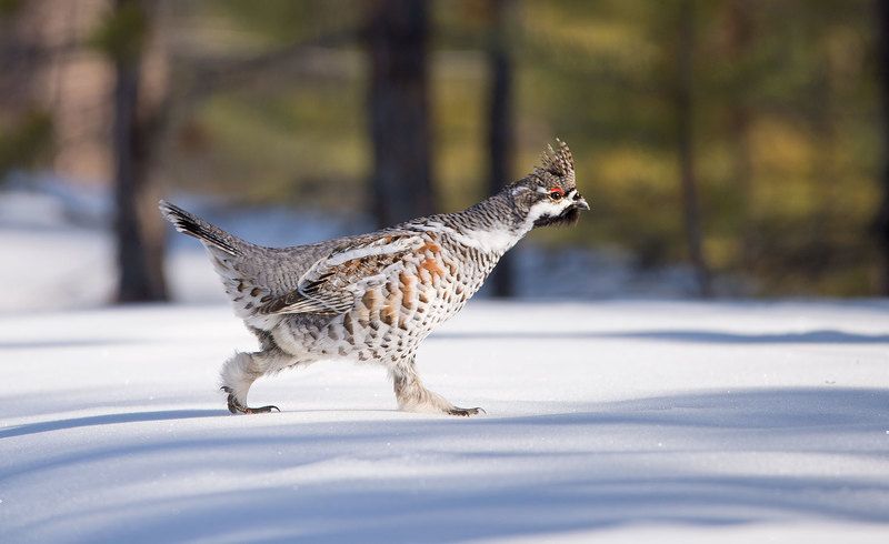 Рябчик на снегуphoto preview