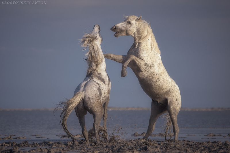 Камарг, фототур, жеребцы, кони, Франция, фотопутешествие, triplaunch, активные игрыphoto preview