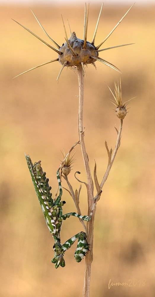 ПОД ЛИНИЕЙ ГОРИЗОНТА. Автор: Игорь ФУММ , Игорь ФУММ