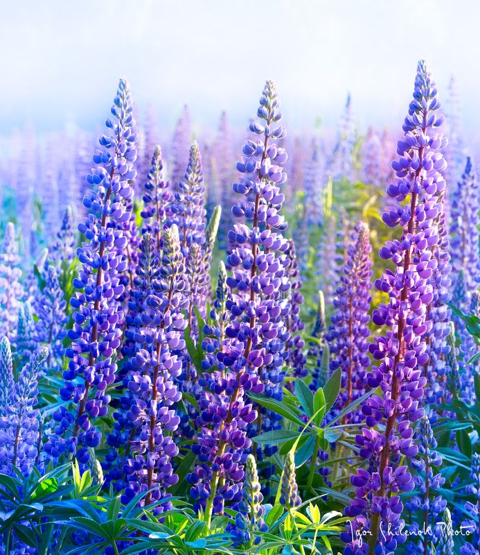 Люпиновый райphoto preview