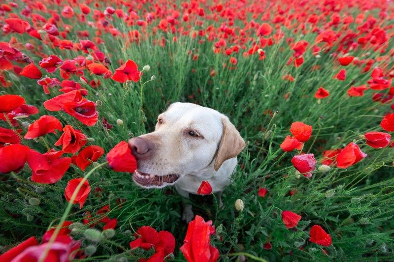 В макахphoto preview