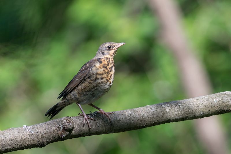 Дрозд рябинник,слеток.photo preview