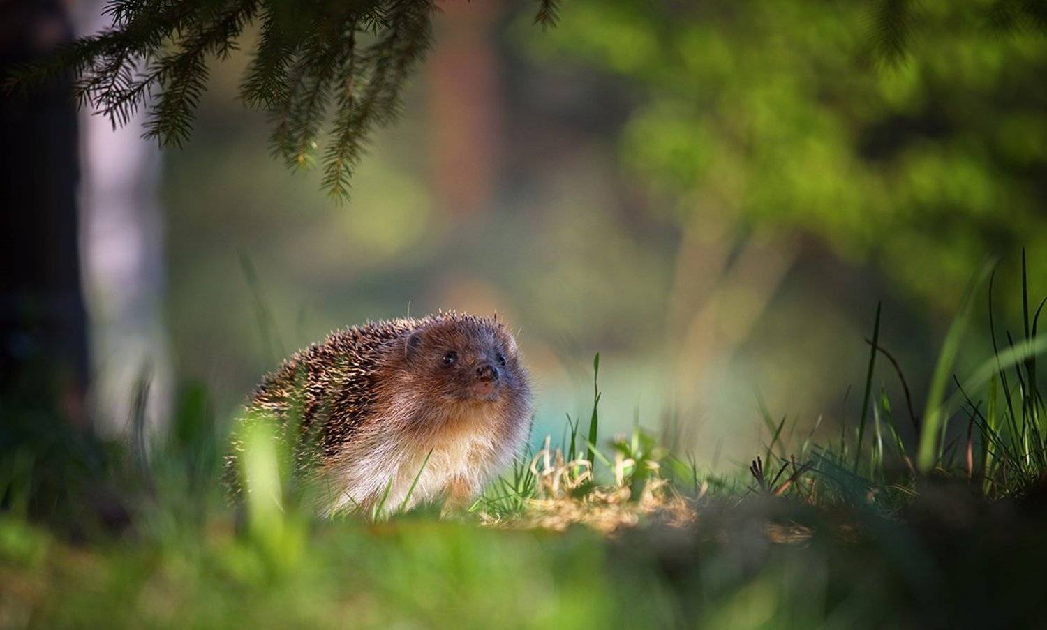 На лесной тропинке. Автор: Елена Соловьёва ёж, ёжик, животные, природа, лес, лето, Елена Соловьёва