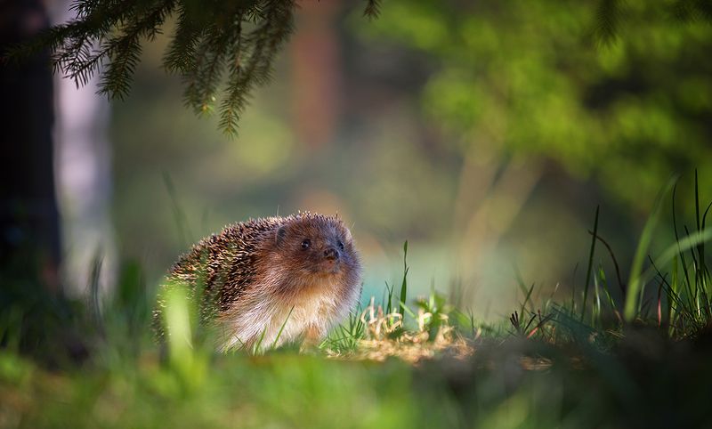 ёж, ёжик, животные, природа, лес, лето На лесной тропинкеphoto preview